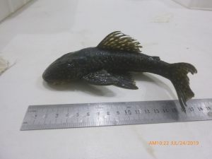 Hypostomus albopunctatus (3)